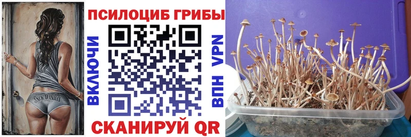 Галлюциногенные грибы Psilocybe  Усть-Катав 